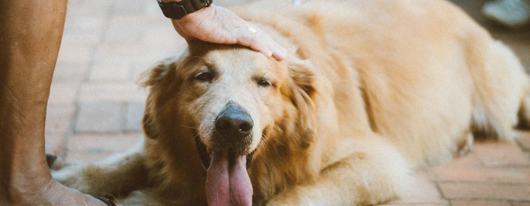a dog with its tongue out