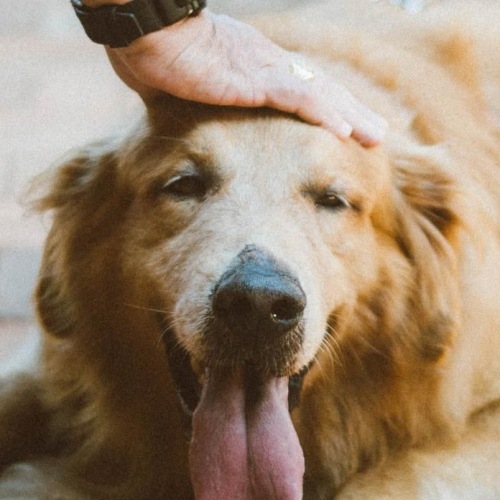 a dog with its tongue out