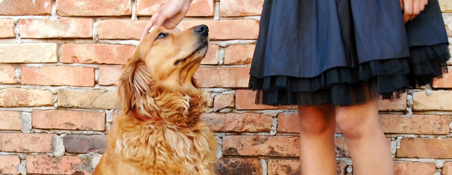 a woman petting a dog