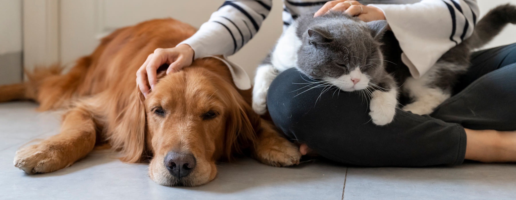 owner pets dog and cat